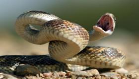 Իբն Սիրինի կողմից օձի խայթոցի մասին երազի մեկնաբանություն
