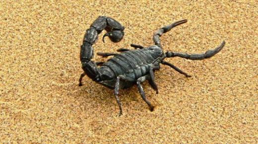 Kāda ir sapņa interpretācija par skorpiona dzēlienu vīrieša sapnī saskaņā ar Ibn Sirin?