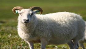 Aprende sobre la interpretación de sacrificar una oveja en un sueño de Ibn Sirin