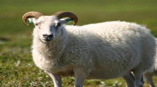 Obteniu informació sobre la interpretació d'Ibn Sirin de matar una ovella en un somni