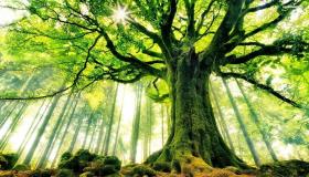 Aprenda más sobre la interpretación de un sueño sobre un árbol según Ibn Sirin