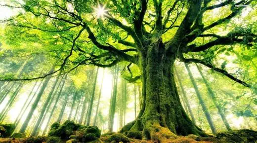 Lär dig mer om tolkningen av en dröm om ett träd enligt Ibn Sirin