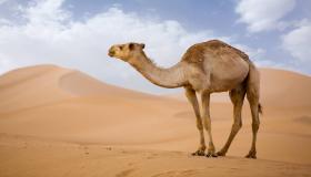 Wat is die interpretasie van die sien van 'n kameel in 'n droom deur Ibn Sirin?