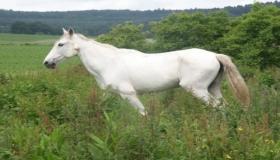 Hvad er fortolkningen af ​​at se en hvid hest i en drøm af Ibn Sirin?