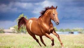 Vad är tolkningen av en dröm om en häst enligt Ibn Sirin?