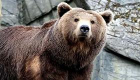 Lees meer over de interpretatie van een beer in een droom door senior wetenschappers