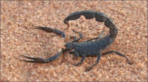 Lær om tolkningen av å se en svart skorpion i en drøm ifølge Ibn Sirin