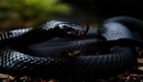 Leer meer over de interpretatie van het zien van een zwarte slang in een droom door Ibn Sirin