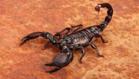 Uzziniet par interpretāciju, kā sapnī redzēt skorpionu vienai sievietei, saskaņā ar Ibn Sirin