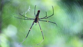 De vigtigste 20 fortolkninger af at se små edderkopper i en drøm af Ibn Sirin