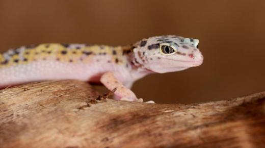 ¿La interpretación de ver un gecko en un sueño es una buena noticia para Ibn Sirin?