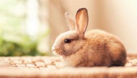 Lær om fortolkningen af ​​at se en kanin i en drøm af Ibn Sirin