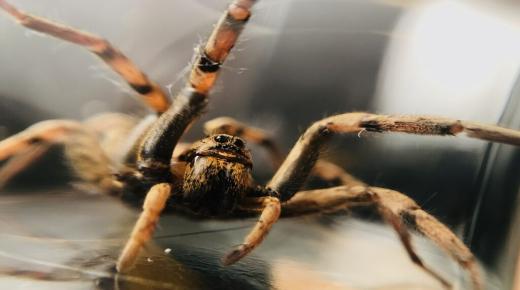 Interpretimi i shikimit të një merimange të zezë në ëndërr dhe vrasësit e saj sipas Ibn Sirin