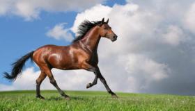Lær om fortolkningen af ​​at se en hest i en drøm for en enkelt kvinde, ifølge Ibn Sirin