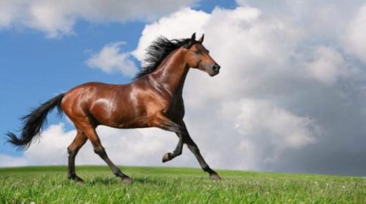 Aprèn sobre la interpretació de veure un cavall en un somni per a una dona soltera, segons Ibn Sirin