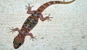 Gecko baten interpretazioari buruz gehiago jakin emakume bakar baten ametsetan Ibn Sirin-en arabera
