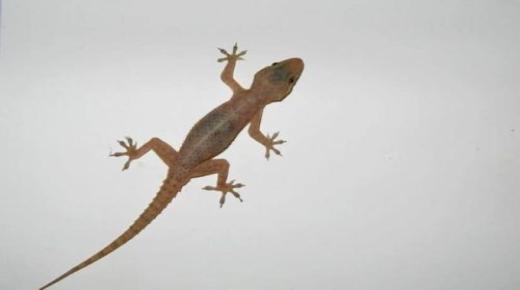 Les 100 interpretacions més importants de veure un gecko en un somni d'Ibn Sirin