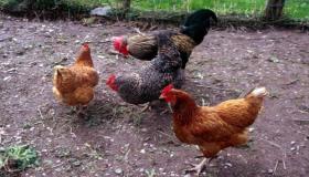 Lär dig om tolkningen av att se kycklingar i en dröm av Ibn Sirin