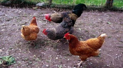 Apreneu sobre la interpretació de veure pollastres en un somni per Ibn Sirin
