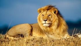 Les 100 interpretacions més importants de veure un lleó en un somni d'Ibn Sirin
