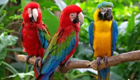 Lär dig om tolkningen av papegojan i en dröm av Ibn Sirin