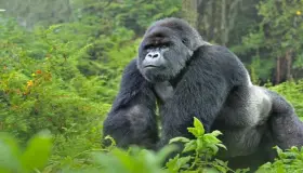 Kini itumọ gorilla loju ala nipasẹ Ibn Sirin?