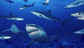 Koyi game da fassarar sharks a mafarki na Ibn Sirin