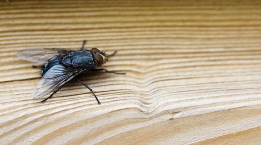 इब्न सिरिन द्वारा सपने में मक्खियाँ देखने की व्याख्या