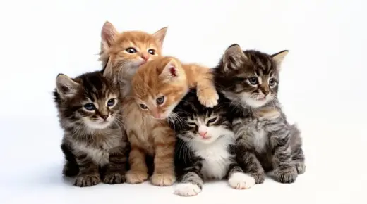 Իբն Սիրինի մեքենայում կատուների մասին երազի 10 մեկնաբանություն