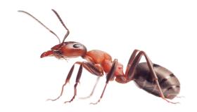 इब्न सिरिन द्वारा सपने में चींटियों को देखने की व्याख्या क्या है?