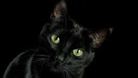 सपने में काली बिल्ली देखने के लिए इब्न सिरिन की व्याख्या