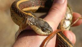 Ո՞րն է երազում օձի խայթոց տեսնելը ըստ Իբն Սիրինի մեկնաբանության: