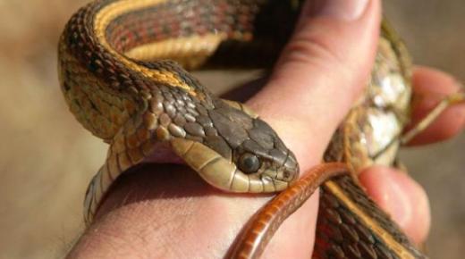 Ո՞րն է երազում օձի խայթոց տեսնելը ըստ Իբն Սիրինի մեկնաբանության:
