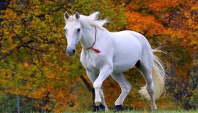 De 20 vigtigste fortolkninger af at se en hest blive jagtet i en drøm af Ibn Sirin