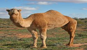 Interpretación de los camellos en un sueño para una mujer casada según Ibn Sirin.