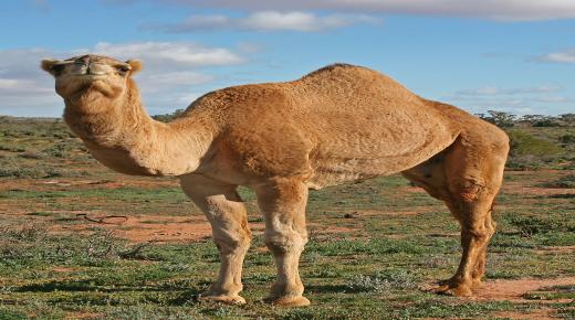 Tolkning av kameler i en dröm för en gift kvinna enligt Ibn Sirin
