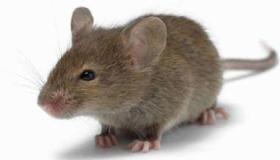 इब्न सिरिन द्वारा सपने में चूहे से डर देखने की व्याख्या के बारे में जानें