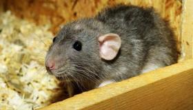 Hva er tolkningen av å se rotter og mus i en drøm ifølge Ibn Sirin?