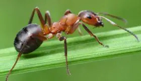 Tolkningar av att se kackerlackor och myror i en dröm av Ibn Sirin