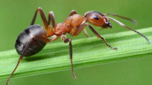 इब्न सिरिन द्वारा सपने में तिलचट्टे और चींटियों को देखने की व्याख्या