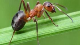 Apreneu sobre la interpretació de les formigues negres en un somni per part d'Ibn Sirin i Al-Usaimi