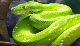 ابن سیرین کے مطابق خواب میں سبز رنگ کا سانپ دیکھنے کی تعبیر کیا ہے؟