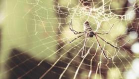 Kāda ir zirnekļa tīklu redzēšanas sapnī interpretācija saskaņā ar Ibn Sirin?