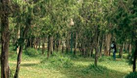 Ո՞րն է անտառի մասին երազի մեկնաբանությունը ըստ Իբն Սիրինի: