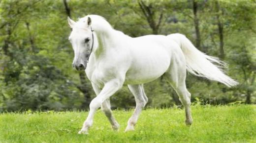 أهم تآويلات ابن سيرين لرؤية الحصان الأبيض في المنام