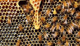 تعرف على تفسير رؤية خلية النحل في المنام لابن سيرين