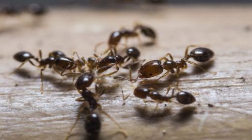 ما تفسير النمل في المنام لابن سيرين؟