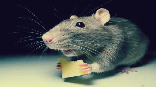 ما تفسير حلم الفأر للعزباء لابن سيرين؟