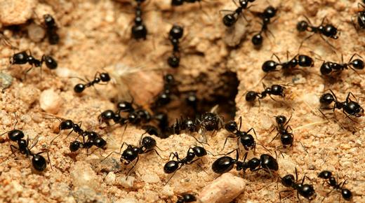 ما تفسير حلم النمل للعزباء لابن سيرين؟