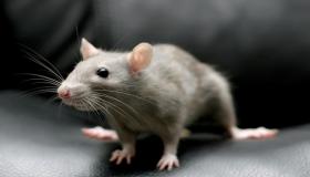 أهم تفسيرات رؤية قتل الفأر في المنام لابن سيرين